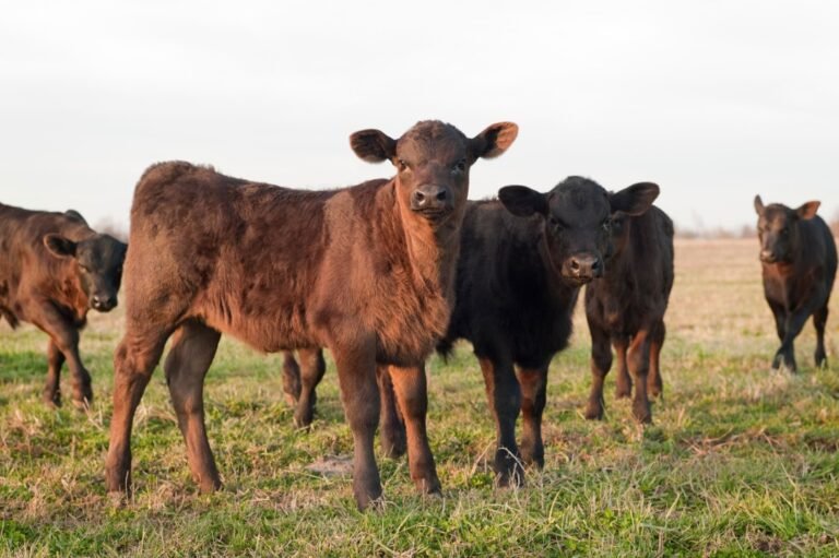 DESTETE PRECOZ: los 5 pilares del destete rentable