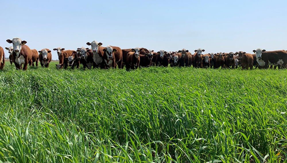 VERDEOS: puntos claves para su implementación