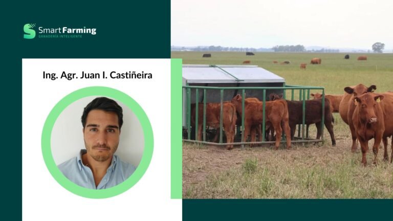 CREEP FEEDING: del ternero con hambre a más kilos al destete